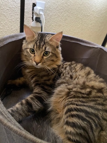 rehoming cat