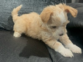 Yorkie Poo – Puppie – Dallas