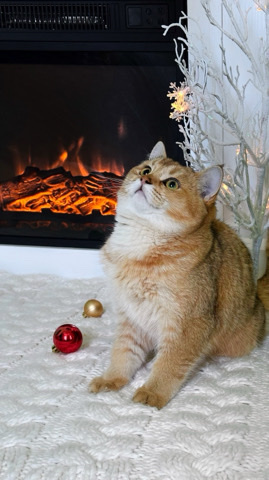 British Shorthair – British gold male