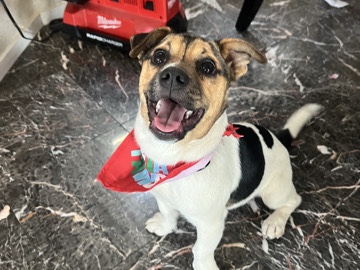 JACK RUSSELL TERRIER/PUG MIX