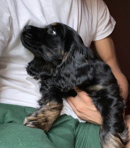 cocker spaniel puppy for sale