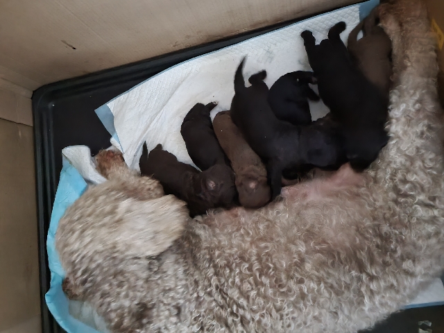 CT clear bedlington terriers for sale