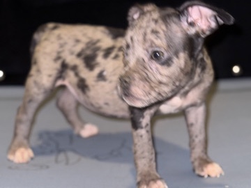 American Pit Bull Terrier – Precious / American Pocket Bully – Utica