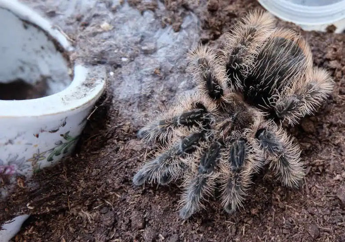 curly haired tarantula
