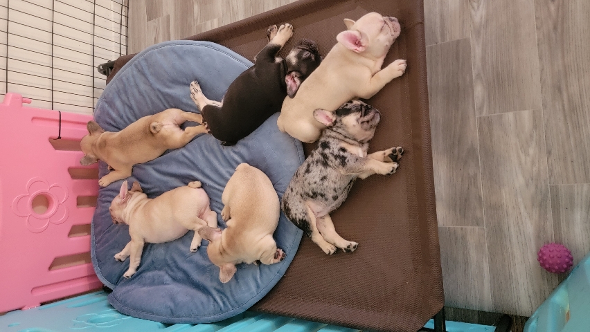 French Bulldog – French Bulldog Puppies