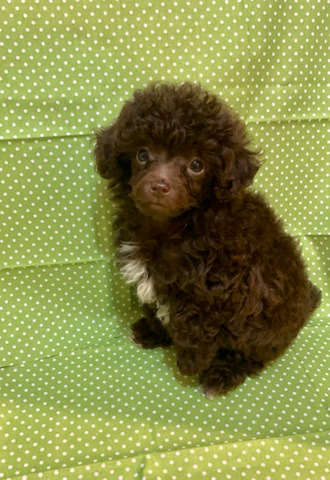 Poodle – Ckc Reg Female Toy Poodle