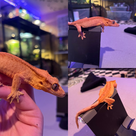 Crested gecko phantom pinstripe Dalmatian