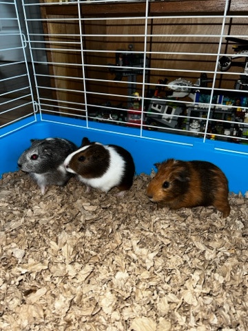 baby guinea pigs-long haired