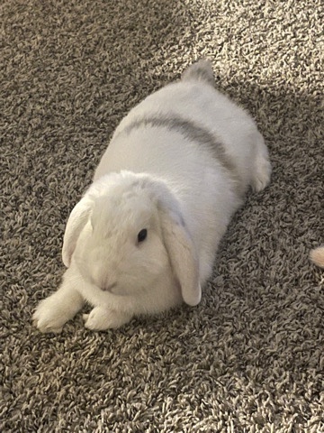 Holland Lop – White lop bunny rehoming