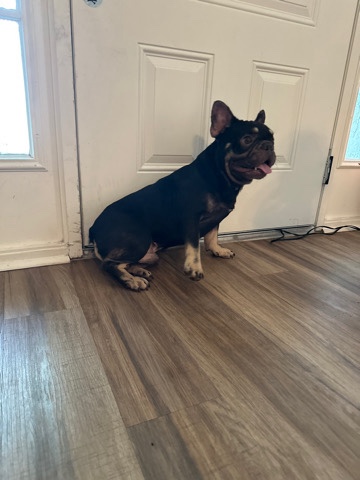 French Bulldog – Fluffy French Bulldog