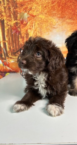 Aussiepoo Puppy