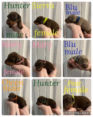 Doberman Pinscher – Puppies (Doberman) $100 – Downey