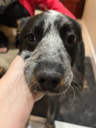 Australian Cattle Dog – Heeler Puppy