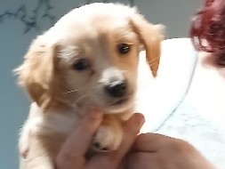 Dachshund – chiweenie puppies – Southern Shops
