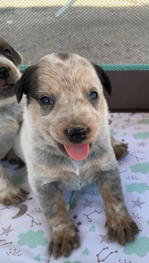 Pure bread Blue healer