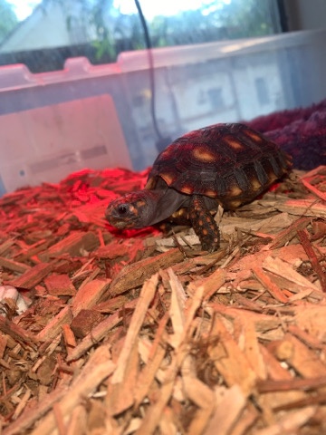 Cherry head tortoise