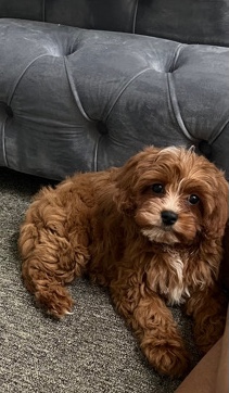 Female Cavapoo