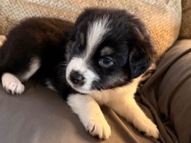 Miniature Australian Shepherd – mini Aussie – Weatherford