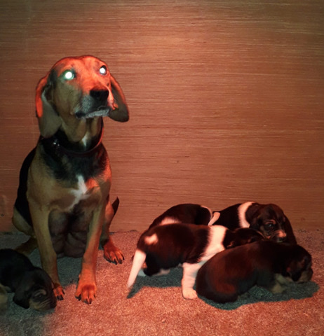 beagle cross springer spaniel
