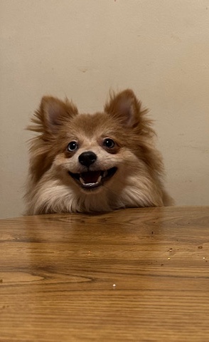 Pomeranian – Cutest puppy Rocky!