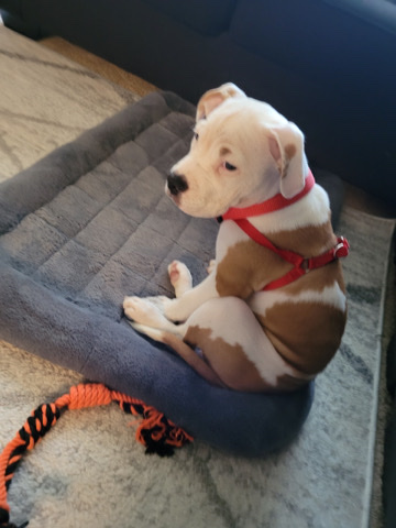 American Pit Bull Terrier – Bully/Pit Bull