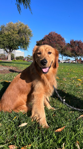 Golden Retriever – Golden Retriever
