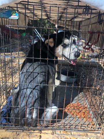 Labrador Husky – Sweet Husky for Sale