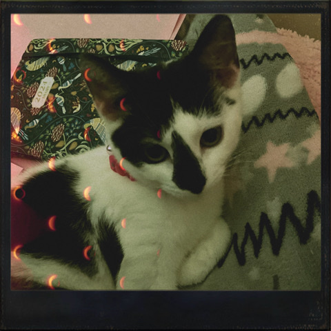 British Shorthair – 9 month old black and white female kitten