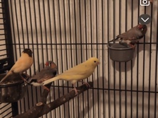 Zebra Finch - Zebrafinken/ Kanarienvogel available for adoption in Unterwössen