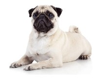 Image of Pug