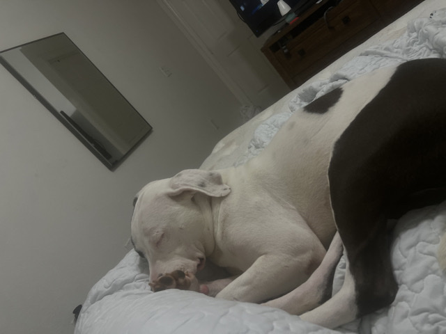 American Pit Bull Terrier – American pit bull terrier looking for a new home – Oviedo