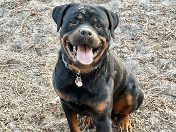Intact Rottweiler looking for a new home