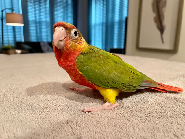 Buy Conures Dominant red pineapple conure for sale in your area