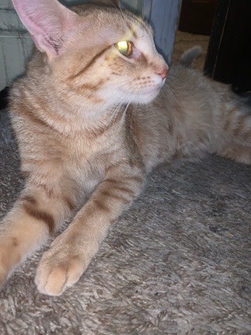 Mena