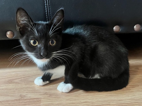 All -  5 month old kitten available for adoption in San Antonio