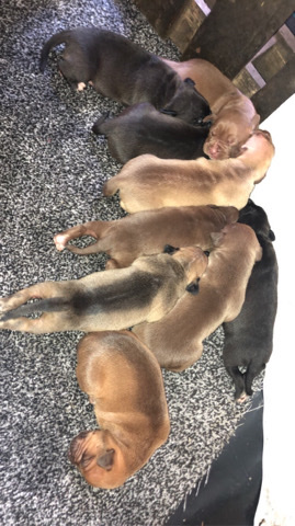 American Pit Bull Terrier – Chunky American bully xl puppies