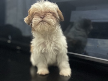 Shih Tzu – Shih Apso Female – Lincoln Heights