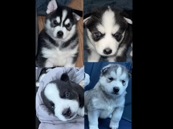 baby huskies for sell