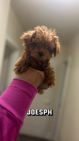 Poodle – Toy Poodle