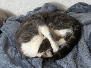 looking for a new home – Apache Junction
