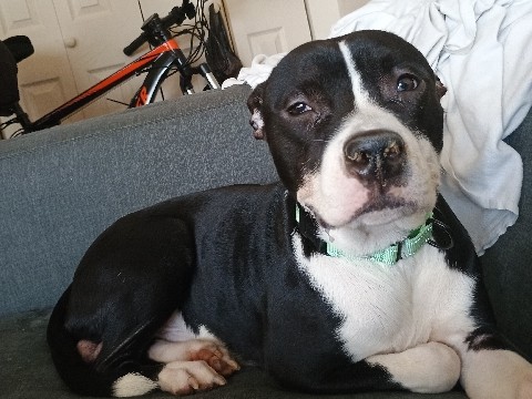 American Staffordshire Terrier – dog terrier mix / pitbull – Newark