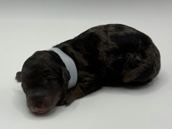Poodle – Nebula-Merle Toy Poodle Female – Sumter