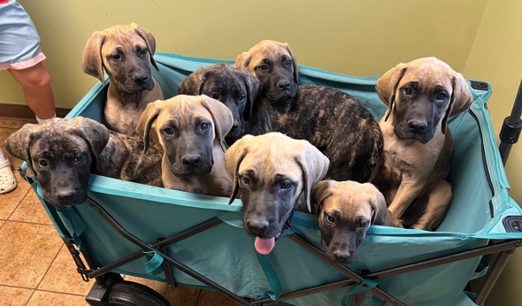 English Mastiff – 8 pups English Mastiff (AKC) 15 weeks