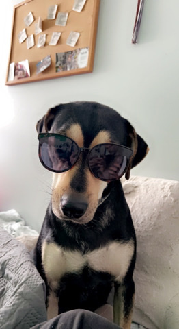 Greyhound – rehoming my dog