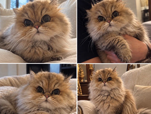 Persian (Traditional) – Persian chinchilla – Des Plaines