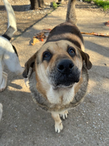 Bobina looking for a home