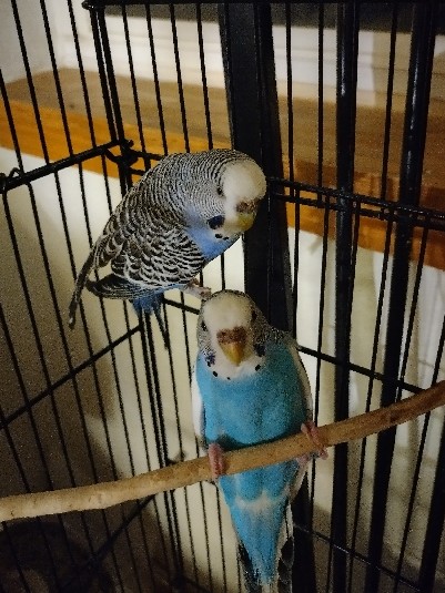 2 rare young parakeets 4 sale