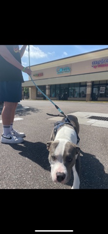 American Pit Bull Terrier – 10 m/o grey white Pitbull $1000