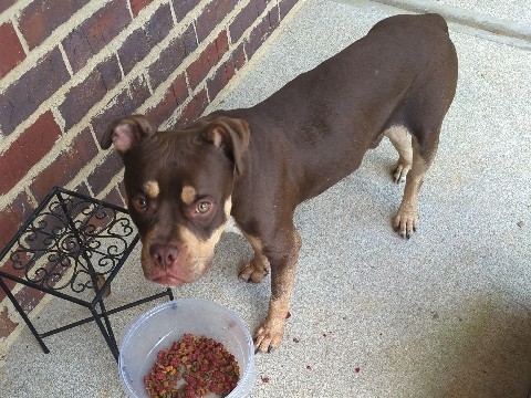 Adopt Boxer help adoption in Pensacola, Florida, United States