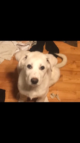 Great Pyrenees – puppy for sell